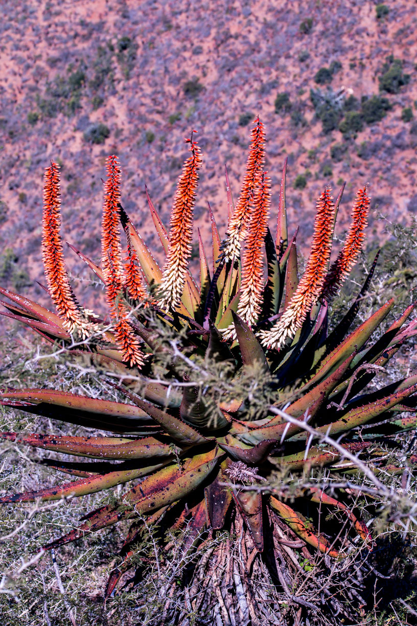 Aloe candelabrum