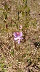 Calopogon pallidus