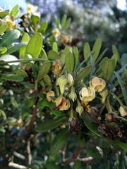 Diospyros dichrophylla