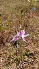 Calopogon pallidus