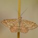 Plantain Moth - Photo (c) Reiner Richter, some rights reserved (CC BY-NC-SA), uploaded by Reiner Richter