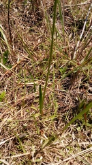Calopogon pallidus