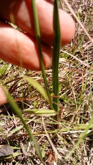 Calopogon pallidus