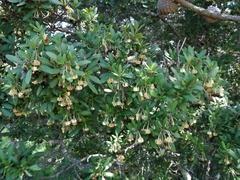 Diospyros dichrophylla