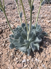 Arctomecon californica