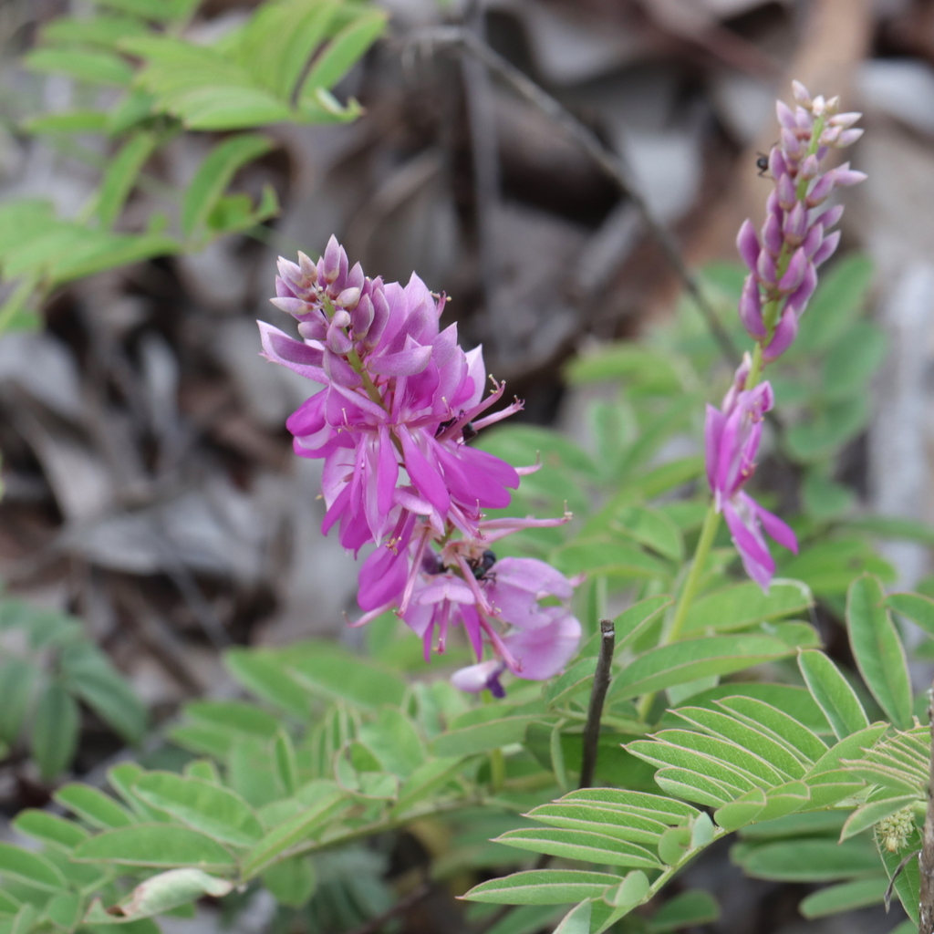 Indigofera pratensis