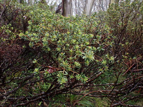Tasmannia vickeriana (Tasmannia vickeriana)
