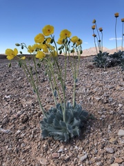 Arctomecon californica