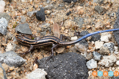 Liu's Toothy Skink photo 4