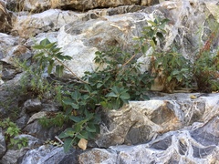 Ficus petiolaris