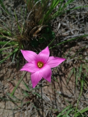 Romulea autumnalis