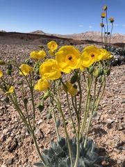 Arctomecon californica