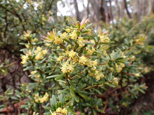 Tasmannia vickeriana (Tasmannia vickeriana)