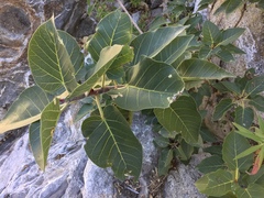 Ficus petiolaris
