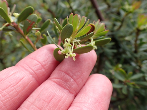 Tasmannia vickeriana (Tasmannia vickeriana)