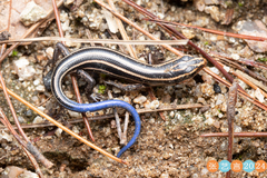 Liu's Toothy Skink photo 5