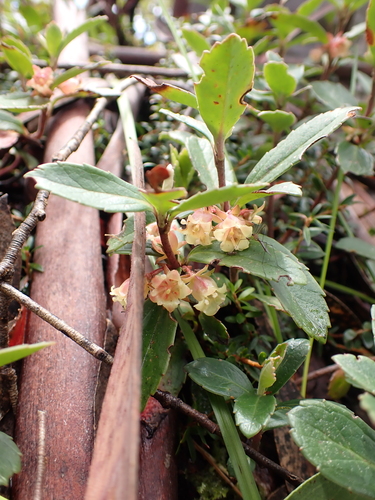Image of Wittsteinia vacciniacea by (c) Nina Kerr, some rights reserved (CC BY)