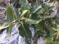 Ficus petiolaris