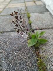 Capsella bursa-pastoris