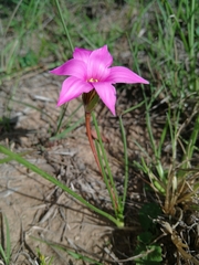 Romulea autumnalis