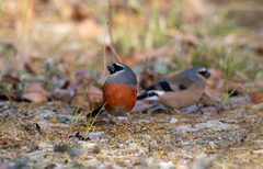 Grey-Headed Bullfinch photo 1