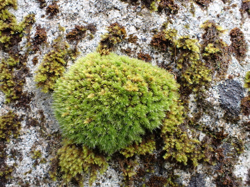 Image of Leptostomum inclinans by (c) Nina Kerr, some rights reserved (CC BY)