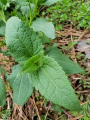 Conoclinium coelestinum