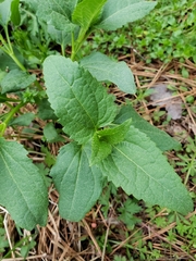 Conoclinium coelestinum