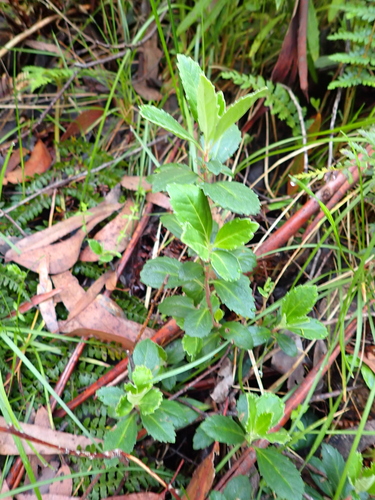 Image of Wittsteinia vacciniacea by (c) Nina Kerr, some rights reserved (CC BY)
