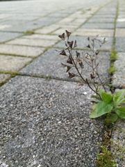 Capsella bursa-pastoris
