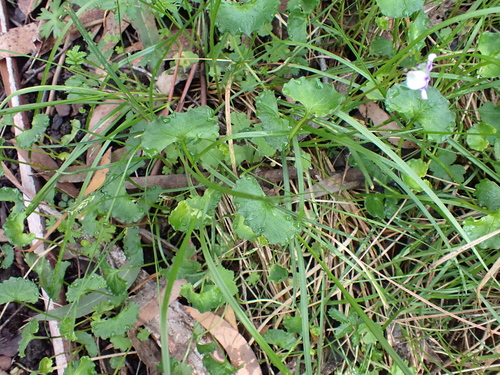Image of Viola eminens by (c) Nina Kerr, some rights reserved (CC BY)