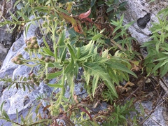 Pluchea parvifolia