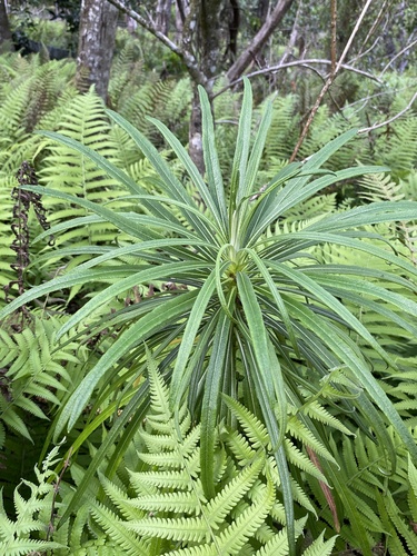 Lobelia yuccoides observed 2024-01-07
