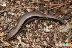 Liu's Toothy Skink photo 3