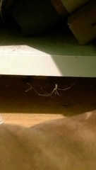 Pholcidae