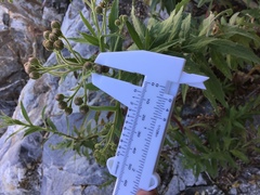 Pluchea parvifolia