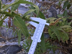 Pluchea parvifolia