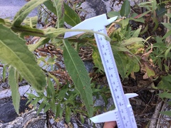 Pluchea parvifolia