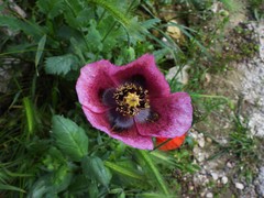 Papaver somniferum setigerum