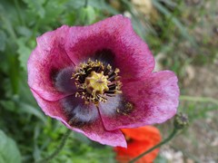 Papaver somniferum setigerum