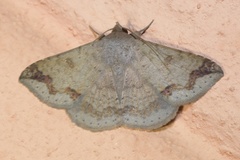 Ericeia congressa
