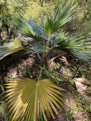 Pritchardia kaalae, 2024-01-07