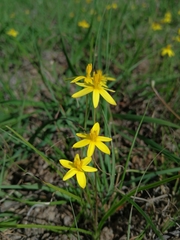 Pauridia trifurcillata