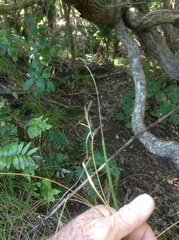 Carex lessoniana