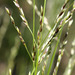 Smallflower Melicgrass - Photo (c) 2009 Keir Morse, some rights reserved (CC BY-NC-SA)