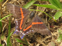 Riodinini