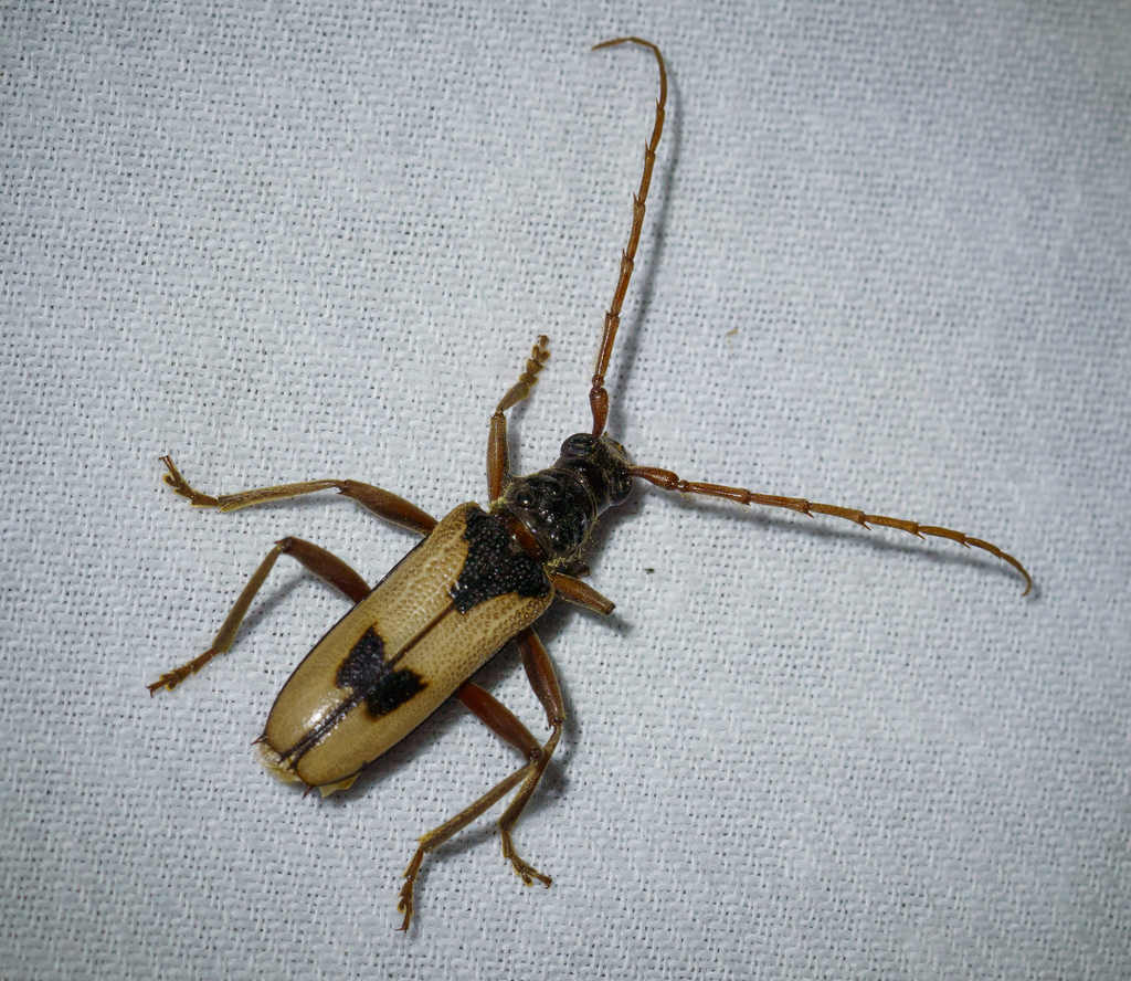 Phoracantha savesi