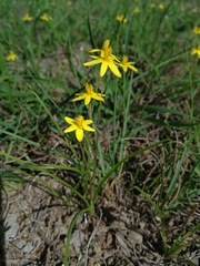 Pauridia trifurcillata