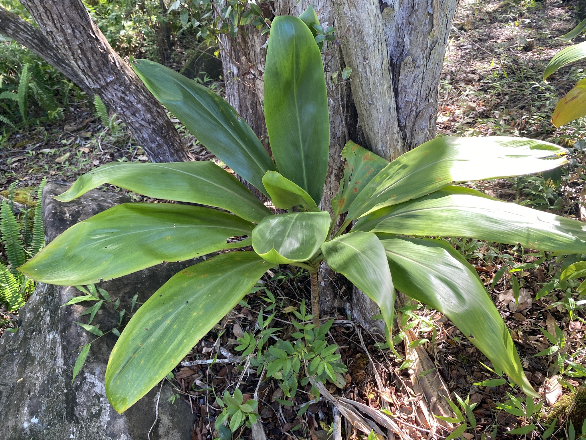 Imagem de Dracena