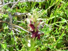 Anacamptis coriophora fragrans